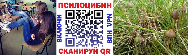 закладка  Новоуральск  Псилоцибиновые грибы Magic Shrooms 